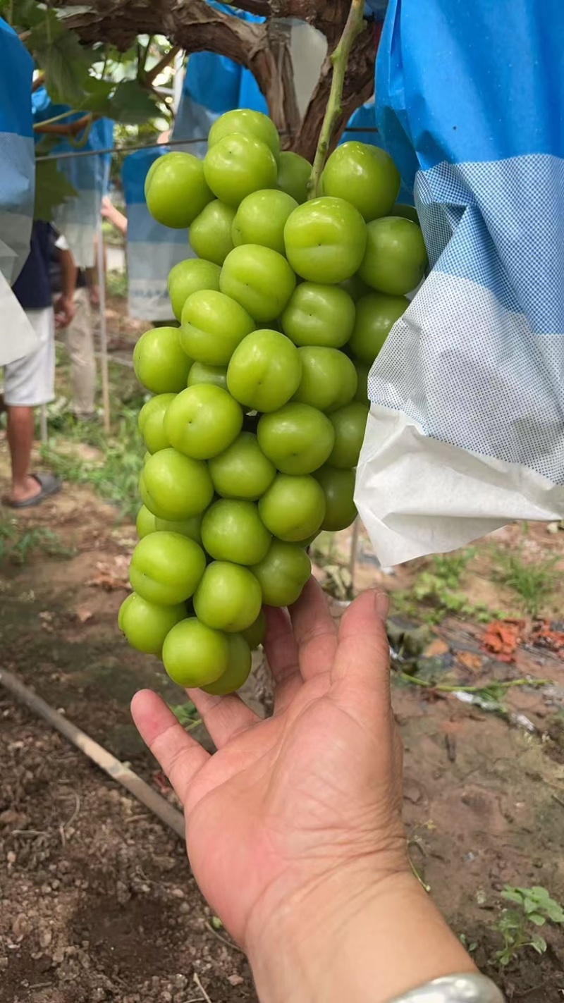 大串精品阳光玫瑰，产地直销