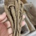 当归个子选货大条无硫量大优惠