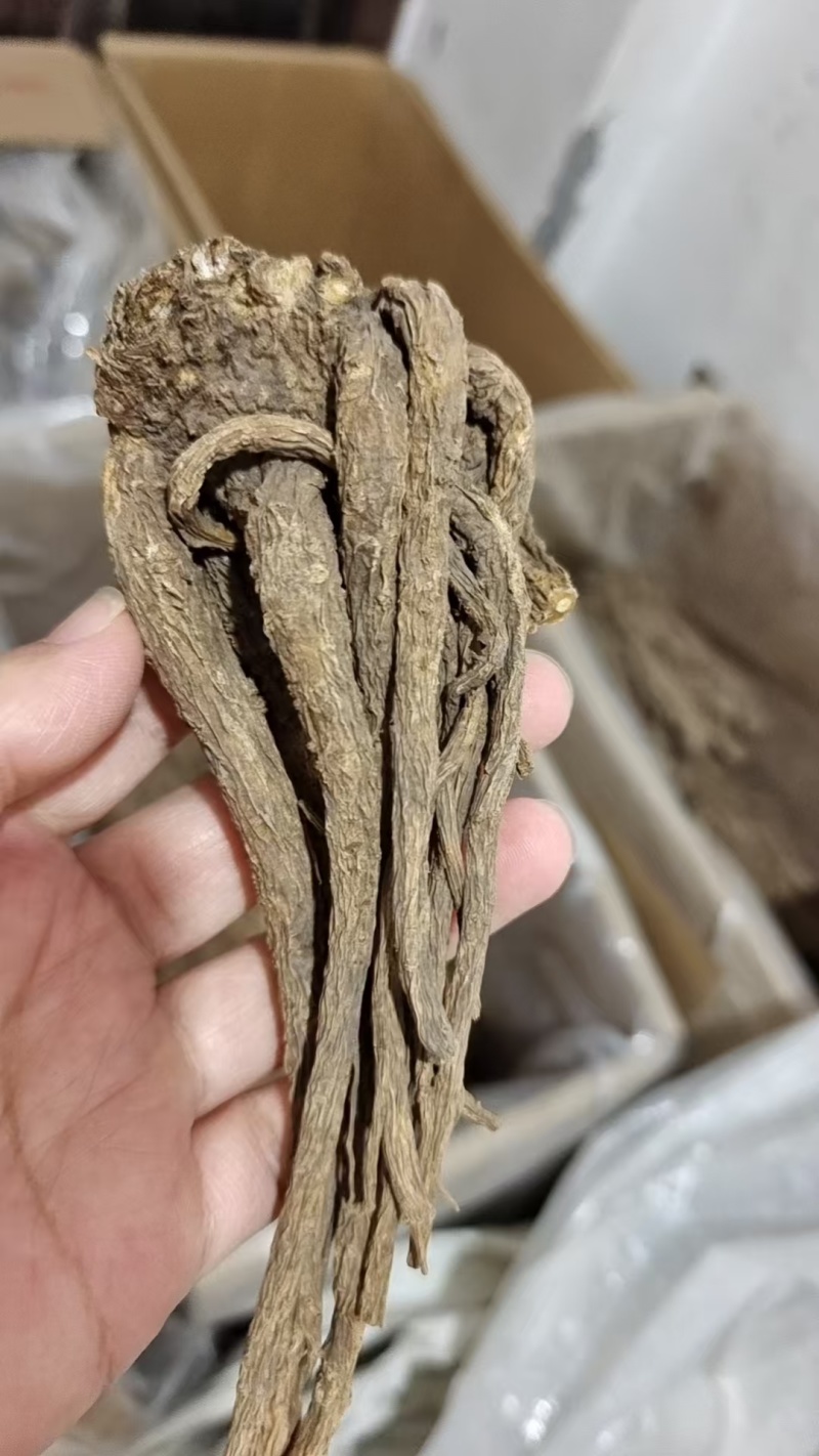 当归个子选货大条无硫量大优惠