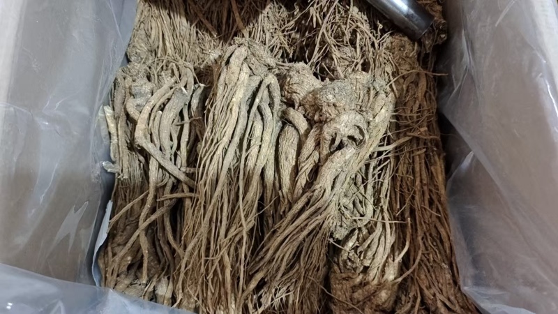 当归个子选货大条无硫量大优惠