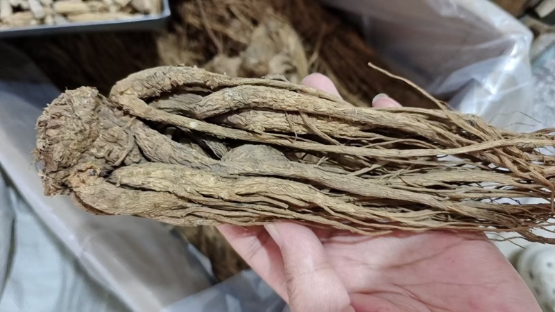 当归个子选货大条无硫量大优惠