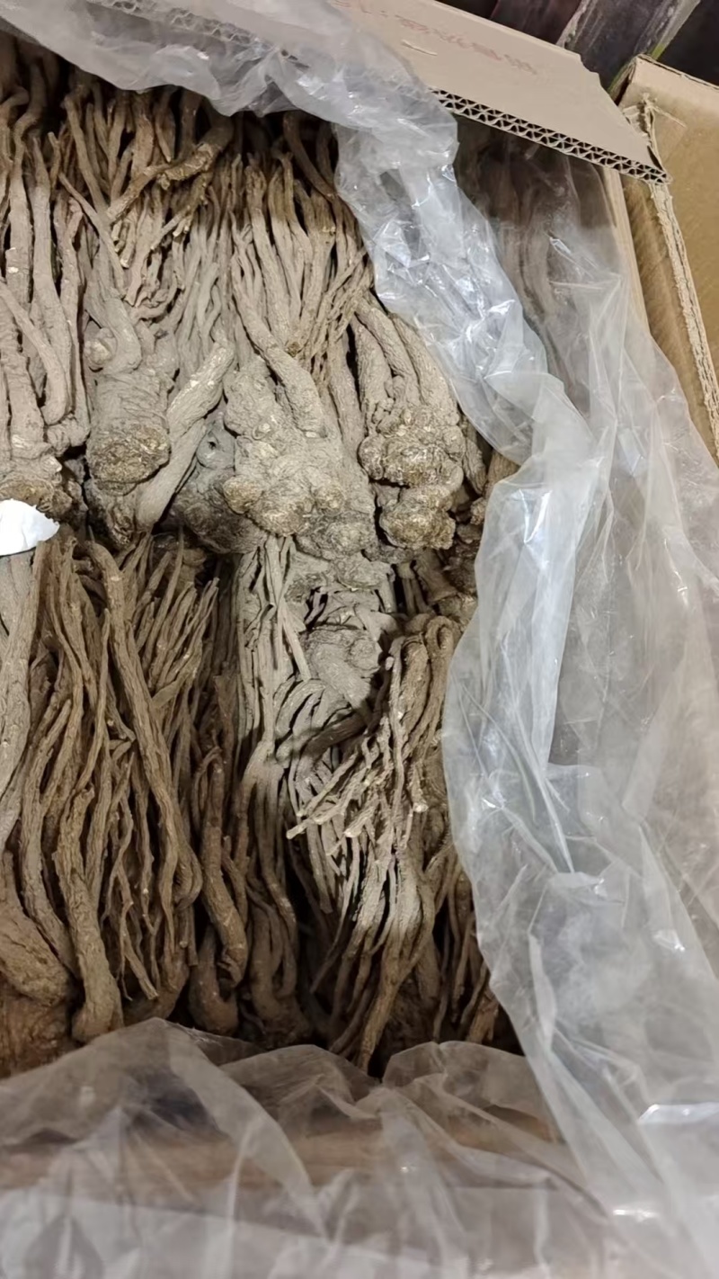 当归个子选货大条无硫量大优惠