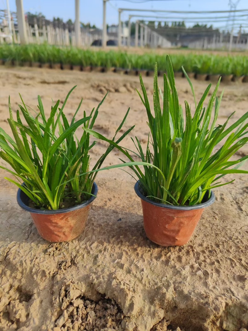 蛇鞭菊