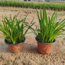 蛇鞭菊