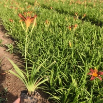 大花萱草