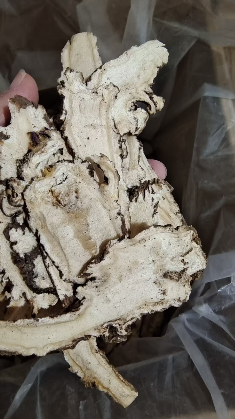 当归头选货煲汤药食同源2斤包邮量大优惠