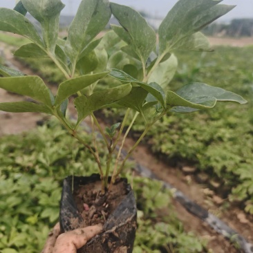 芍药