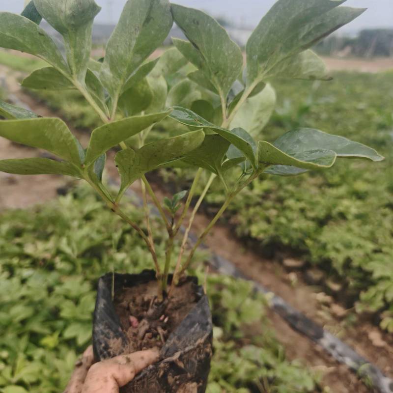 芍药