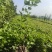 丁香