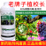 老牌子植校长40%烯酰吗啉杀菌剂葡萄霜霉病治疗保护作用