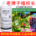 老牌子植校长40%烯酰吗啉杀菌剂葡萄霜霉病治疗保护作用
