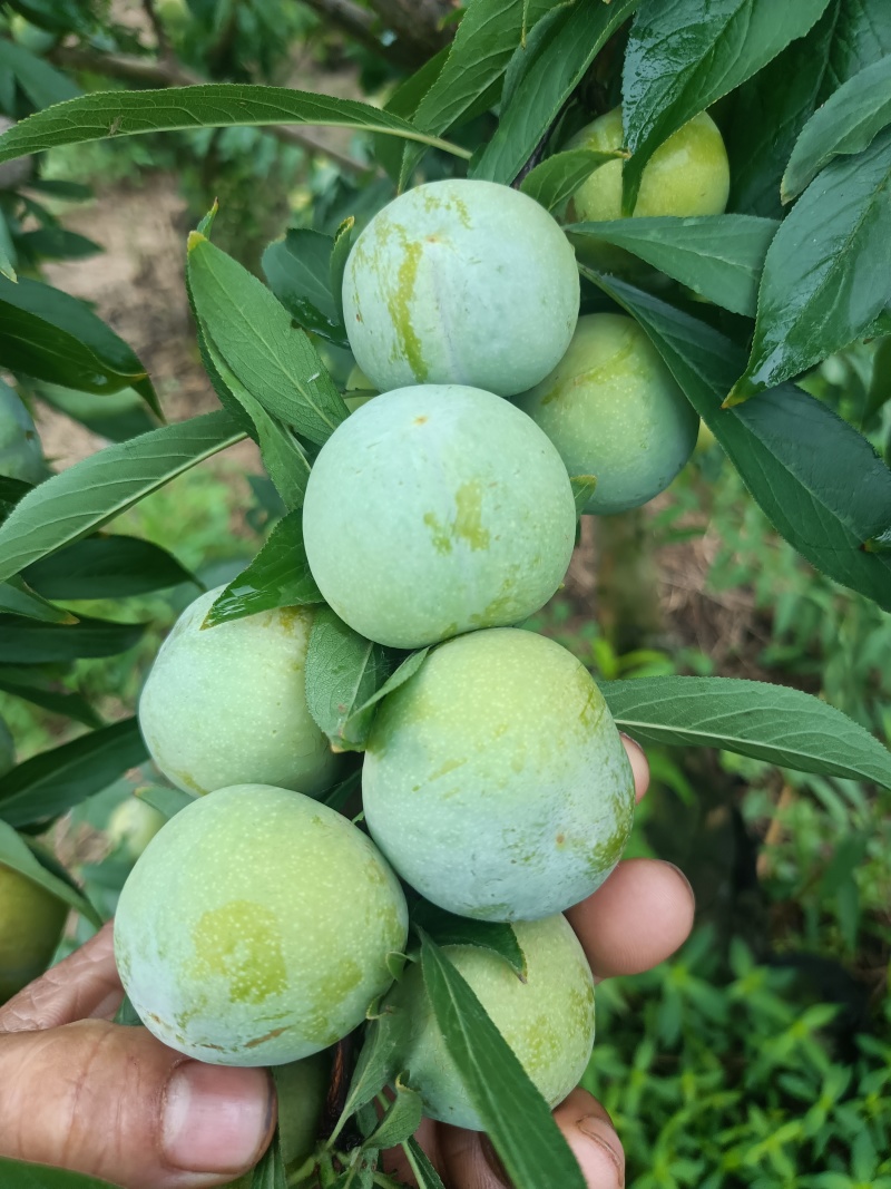 半边红己熟，