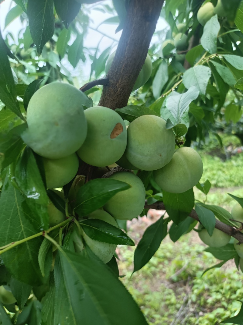 半边红己熟，