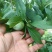 半边红己熟，