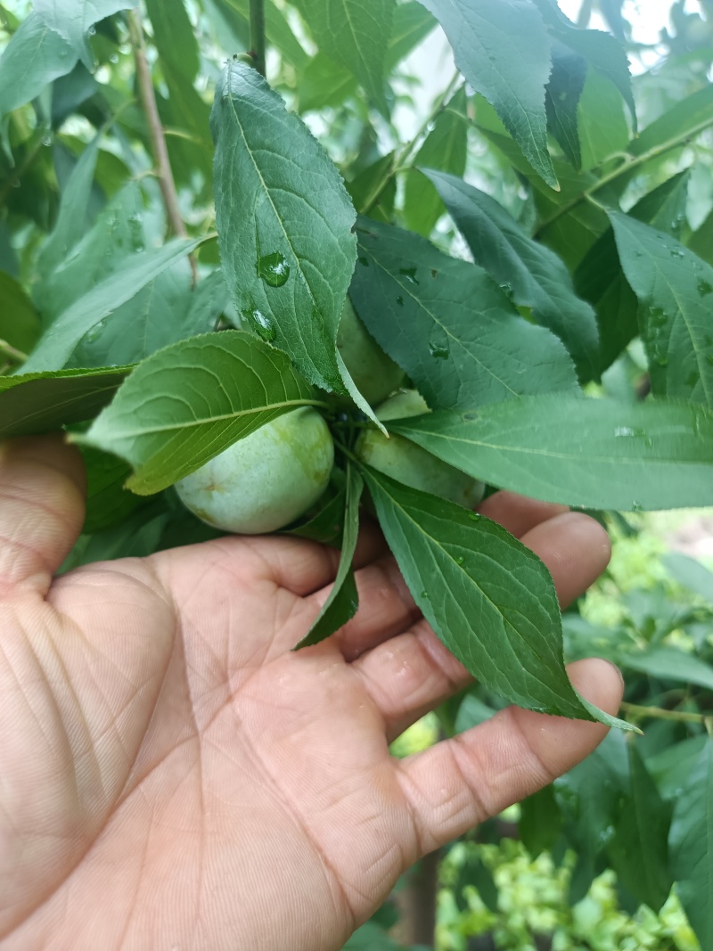 半边红己熟，