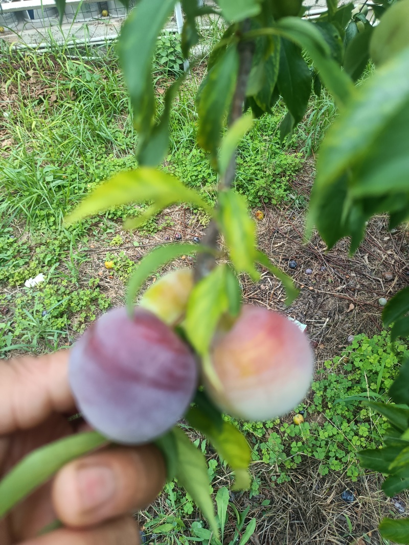 半边红己熟，