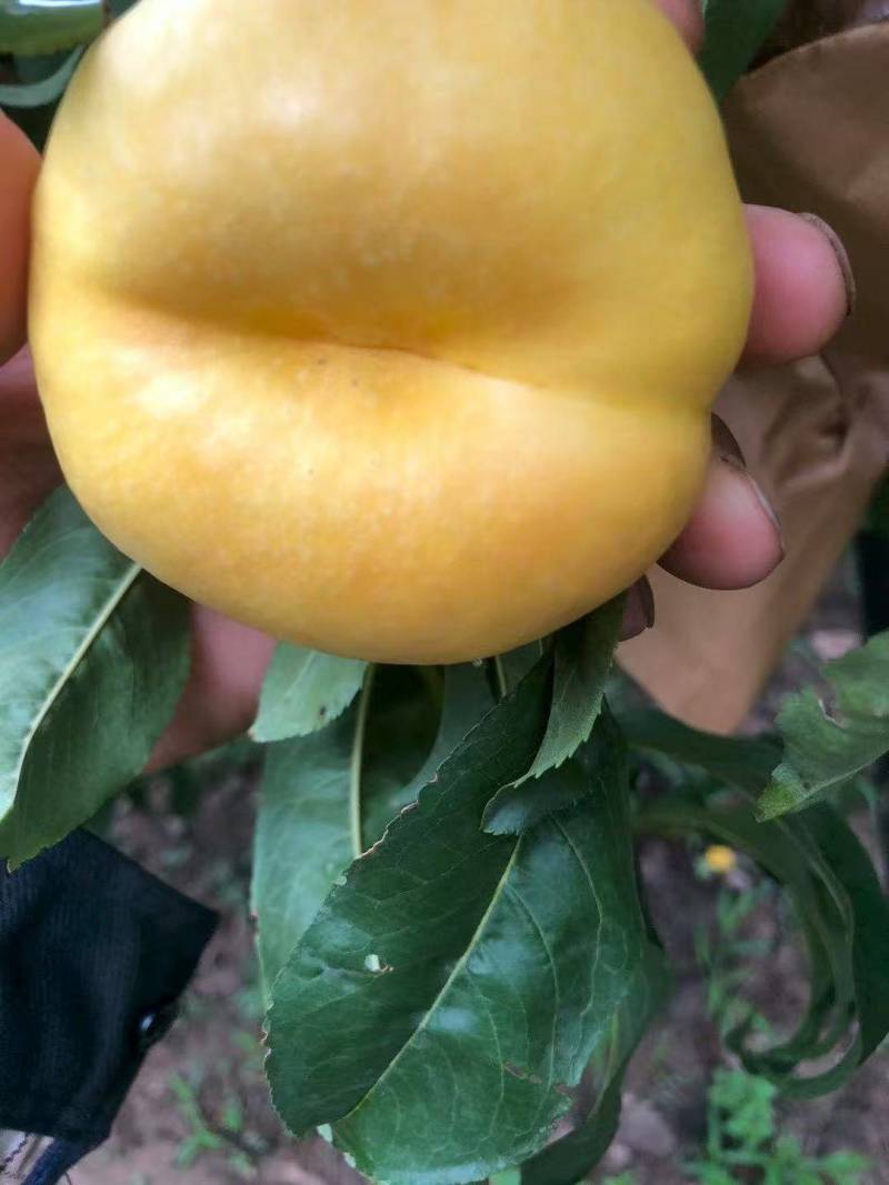 油蟠7