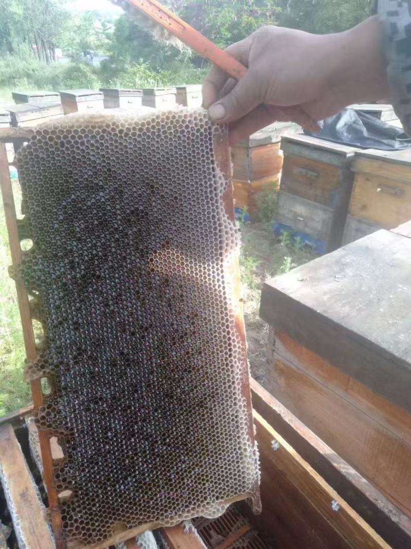 槐花蜜大量上市，产地直发，品质保证，服务周到，诚信经营