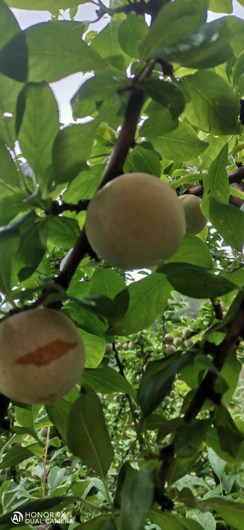 恐龙蛋李