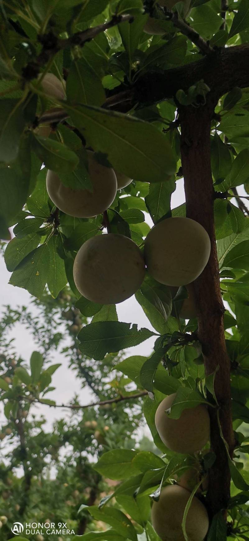 恐龙蛋李