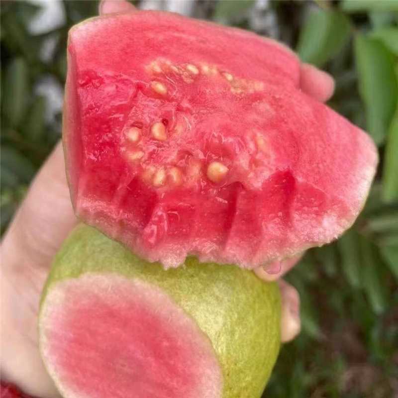 精选广东大量红心白心番石榴芭乐新鲜上市产地直发选购
