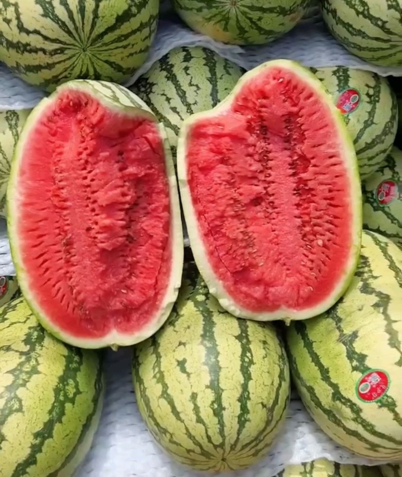宁夏西瓜&金花系列/金花一号金花6号/双红瓤包熟包甜