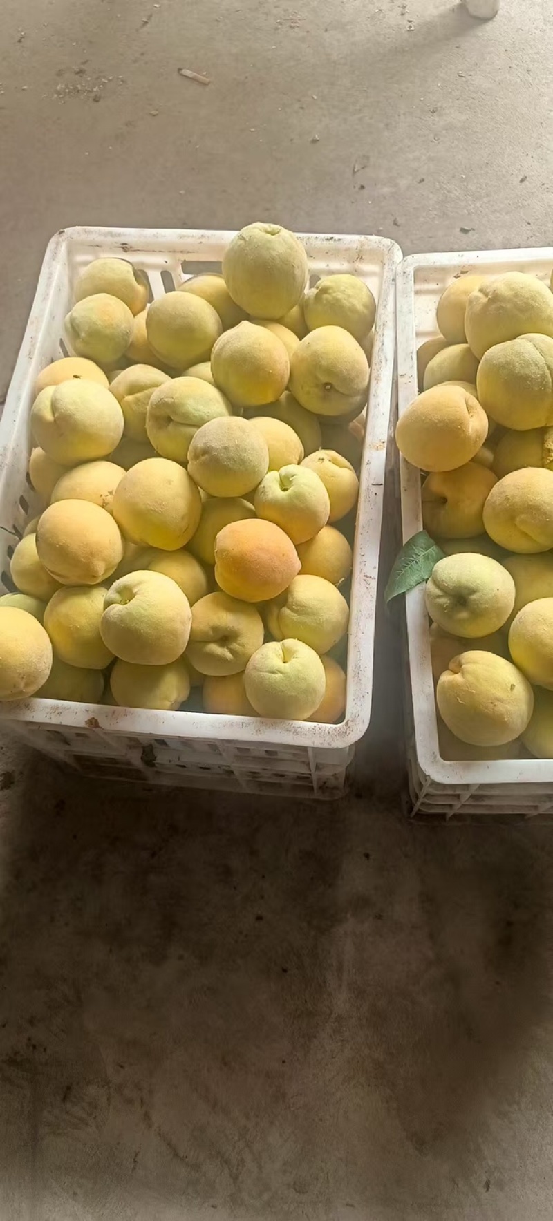 黄桃罐头品质保证服务周到产地直发价格美丽