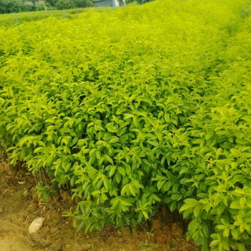 铁冬青基地直销自产自销专业生产各种绿化造林苗木袋苗