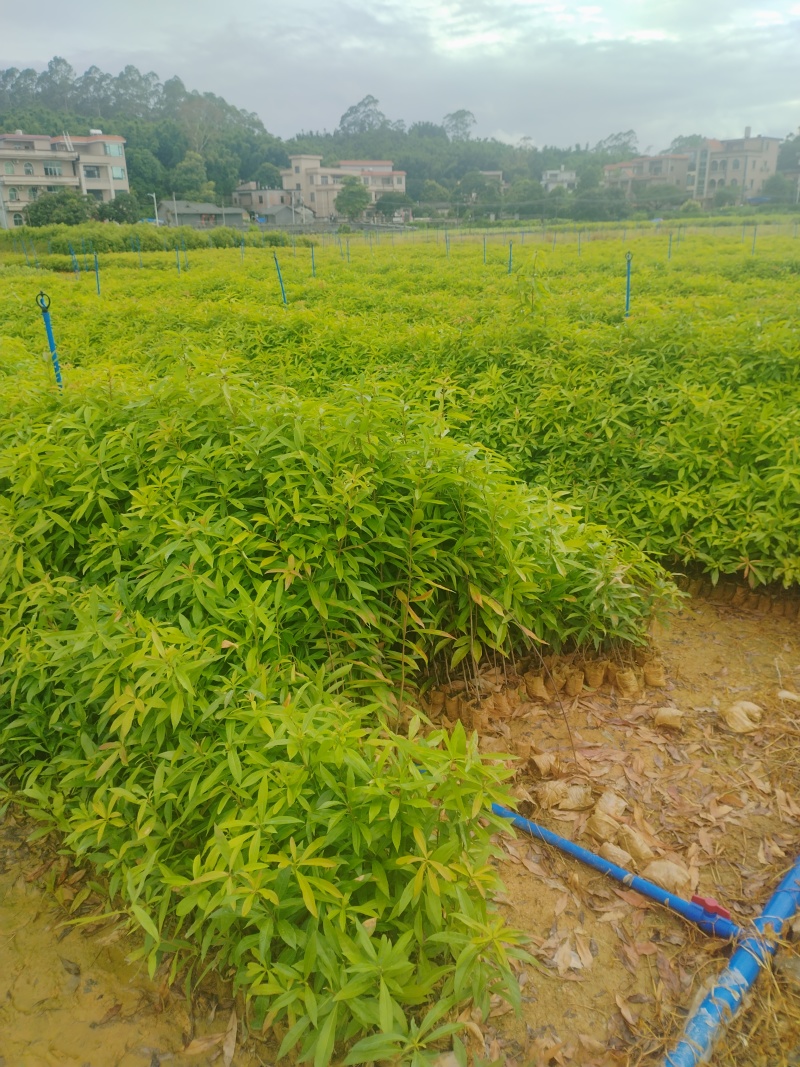 铁冬青基地直销自产自销专业生产各种绿化造林苗木袋苗