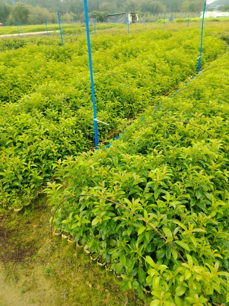 铁冬青基地直销自产自销专业生产各种绿化造林苗木袋苗