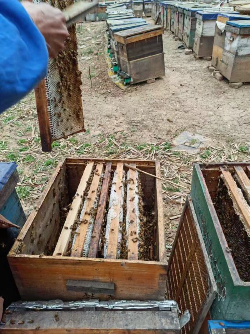 荆条蜜大量上市，产地直发，品质保证，服务周到，诚信经营