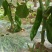 芜湖椒