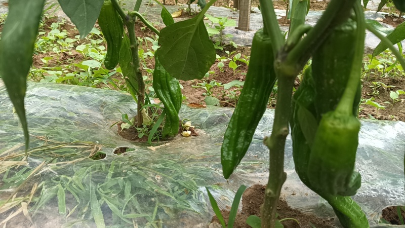 芜湖椒