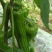 芜湖椒
