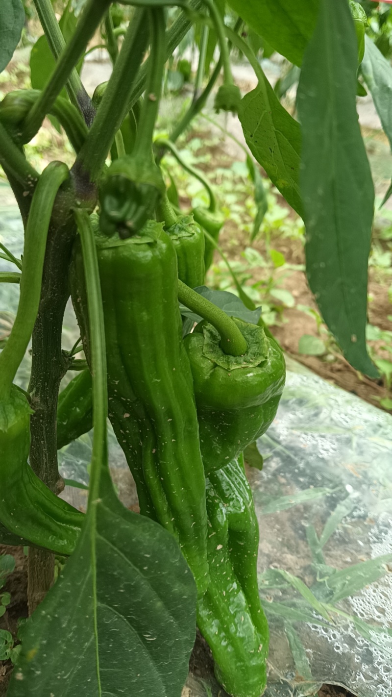 芜湖椒