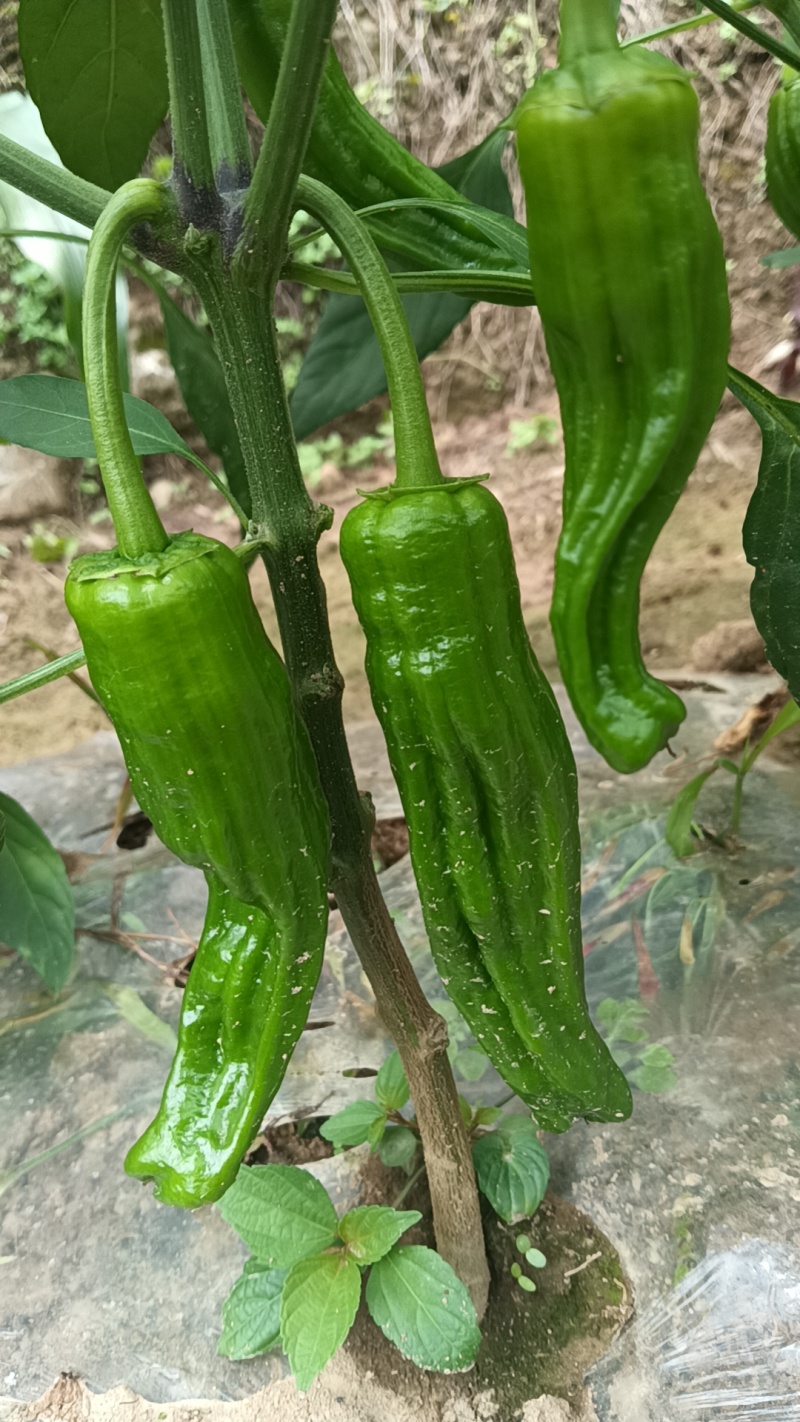 芜湖椒