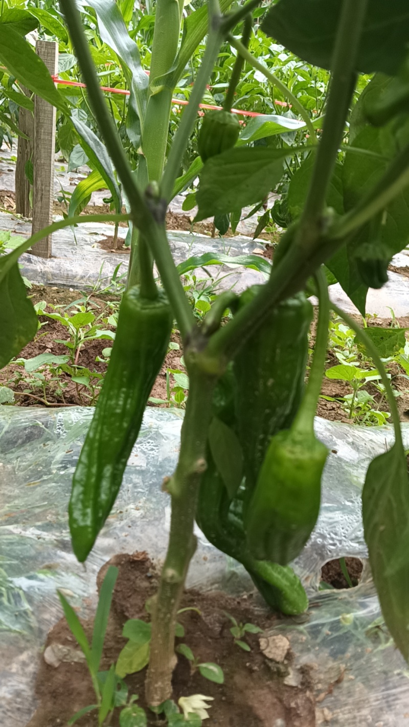 芜湖椒