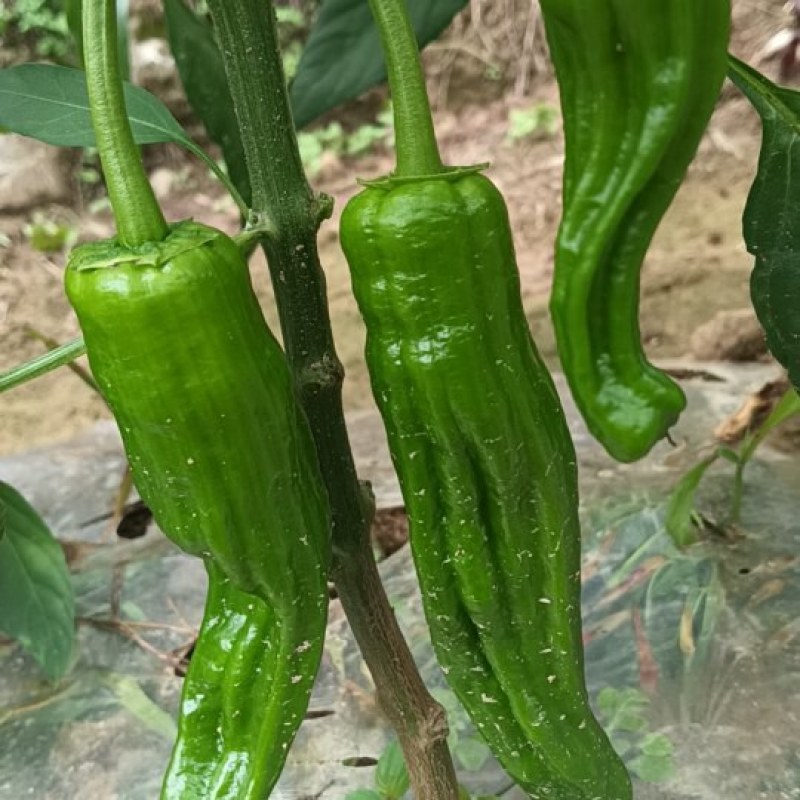 芜湖椒