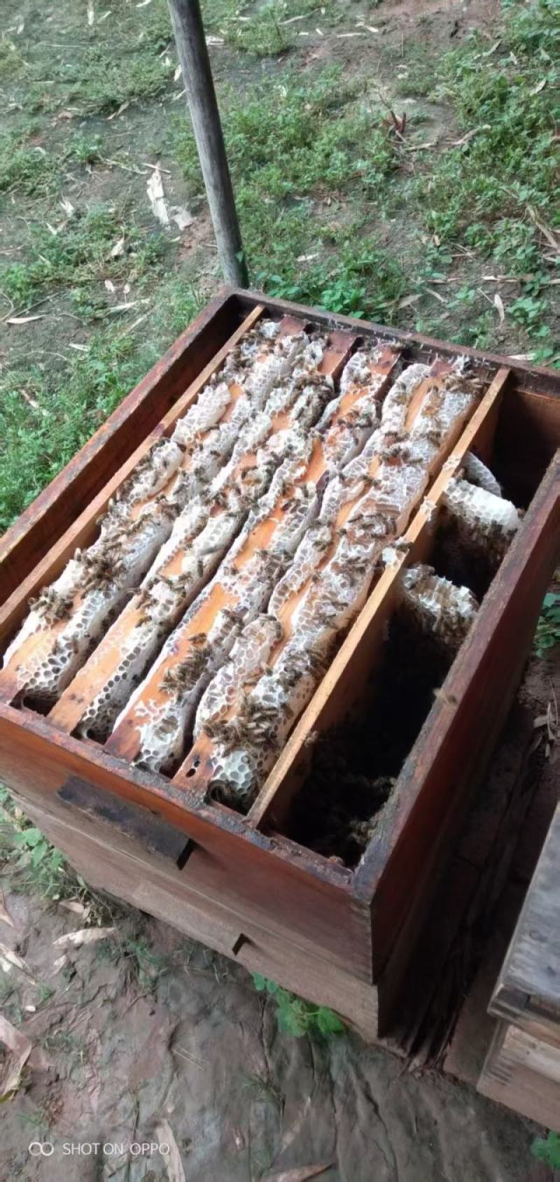 蜂皇浆大量上市，产地直发，品质保证，服务周到，诚信经营