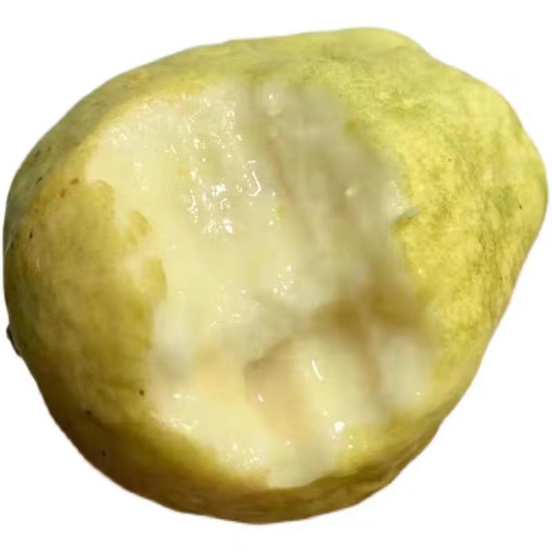 广东大量白心番石榴芭乐番石榴现货供应产地一手货源