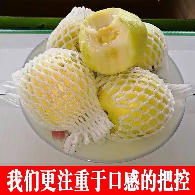 广东大量白心番石榴芭乐番石榴现货供应产地一手货源