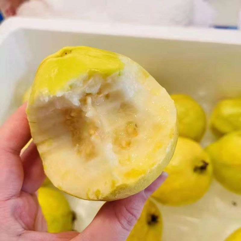 广东大量白心番石榴芭乐番石榴现货供应产地一手货源