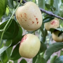 精品冬枣大荔冬枣大量供应，自家种植，货源充足，新鲜采摘