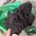 泽漆2斤包邮量大优惠