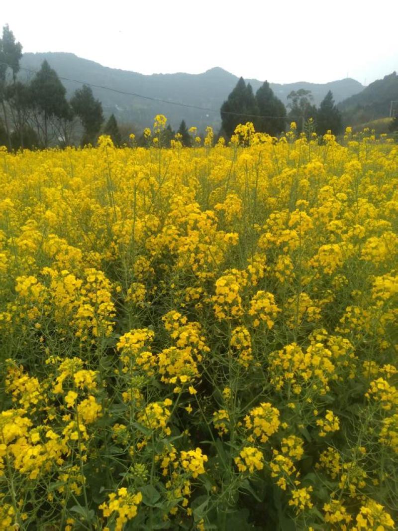 油菜花蜜大量上市，产地直发，品质保证，服务周到，诚信经营
