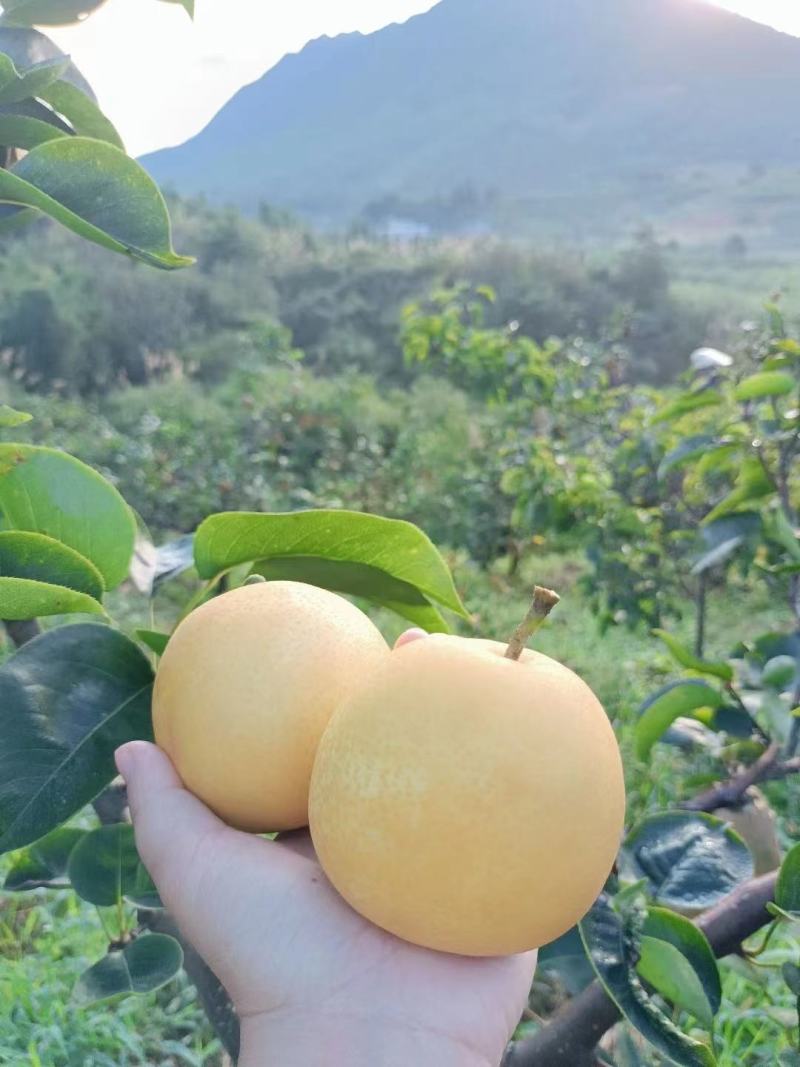 湖南文明水晶梨皮薄肉厚脆甜多汁自家果园现摘现发