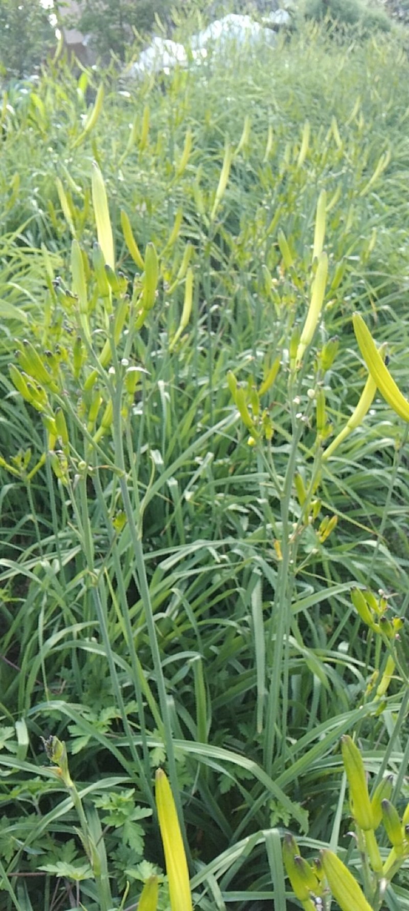 干黄花菜
