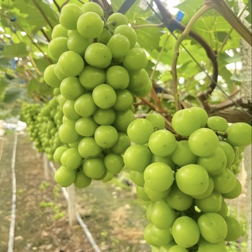 陕西大荔县阳光玫瑰大量供应新鲜采摘货源充足