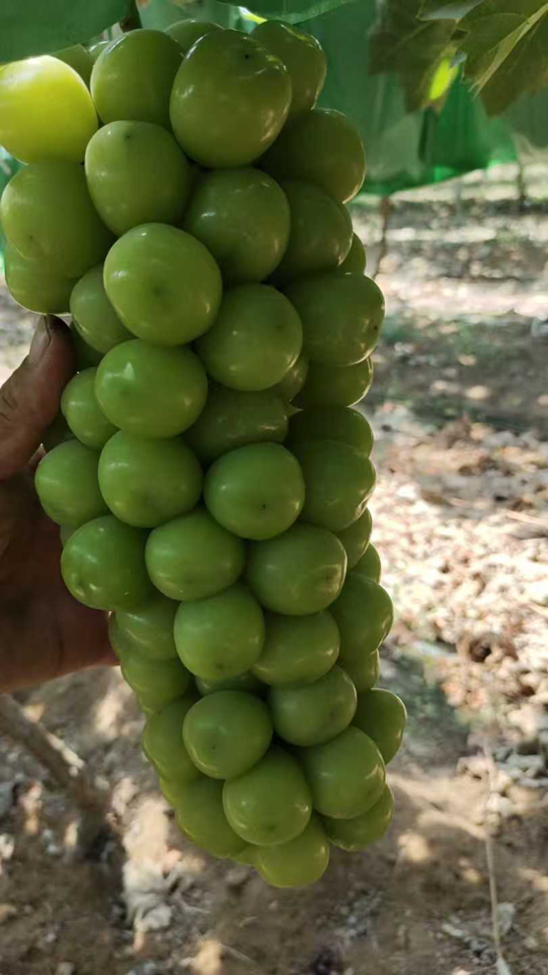 陕西大荔县阳光玫瑰大量供应新鲜采摘货源充足