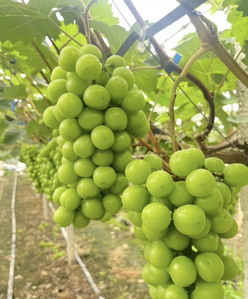 陕西大荔县阳光玫瑰大量供应新鲜采摘货源充足